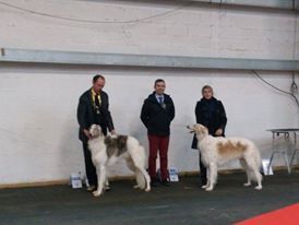 Borzoya L'Kysil De Volinsky - resultat de l'exposition de rouen 2016