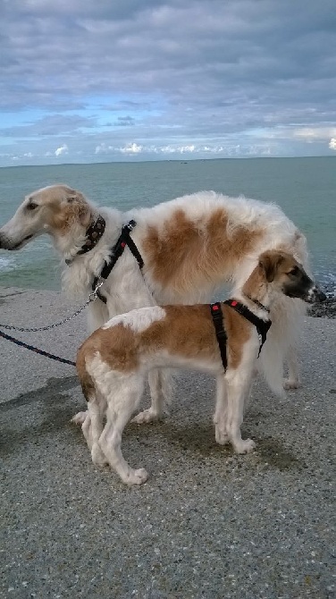 Borzoya L'Kysil De Volinsky - promenade à la mer pour MAASAÏ