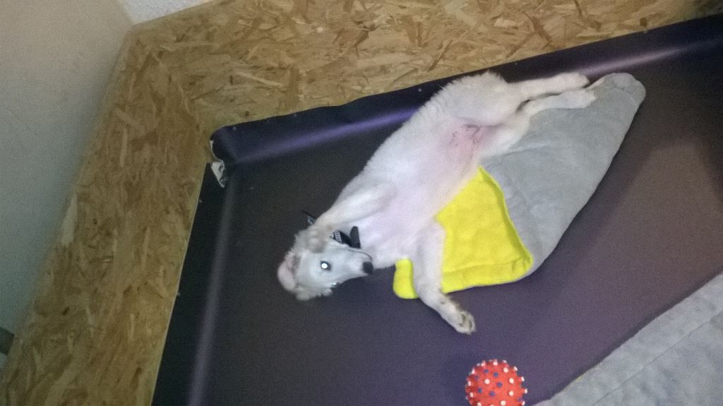 OSCAR
