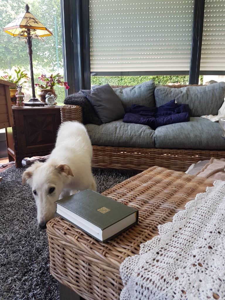 Othello dans sa nouvelle famille