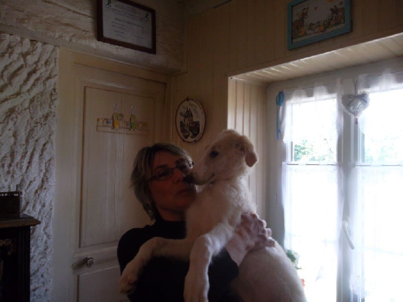 PHOTOS DE MES BARZOIS BEBES