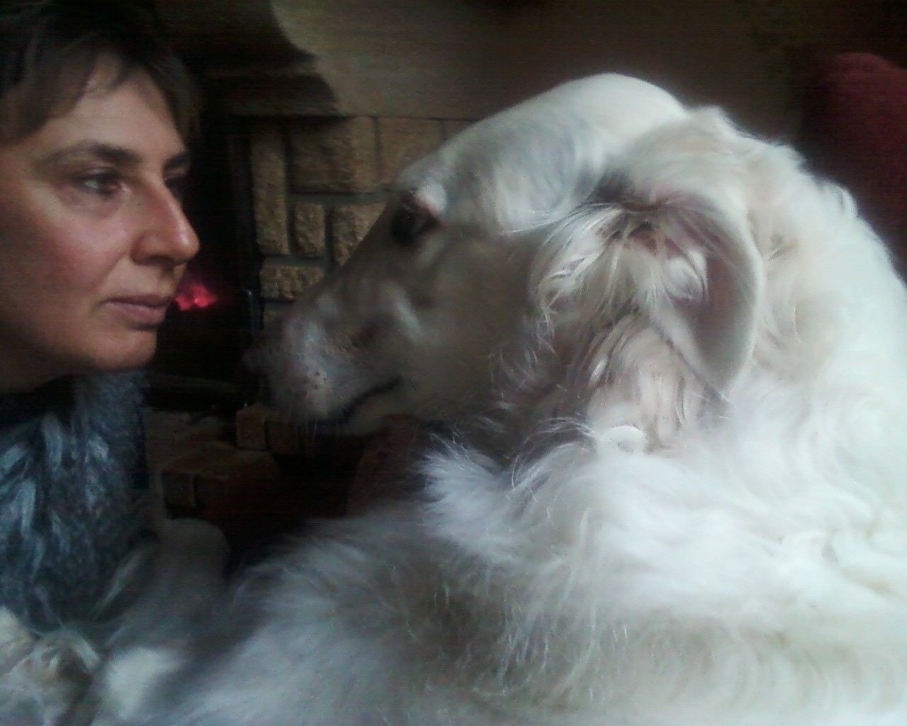 Borzoya  L'Kysil De Volinsky